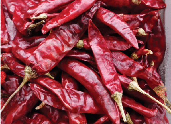 Pandy Chilli/Guntur Chilli